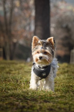 Doğadaki köpeğin sonbahar portresi. Doğası gereği çok sevimli. Çok güzel bir yüzü var.