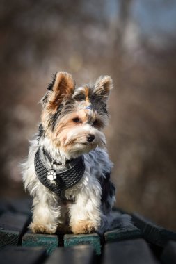 Doğadaki köpeğin sonbahar portresi. Doğası gereği çok sevimli. Çok güzel bir yüzü var.