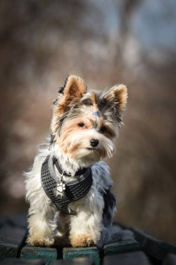 Doğadaki köpeğin sonbahar portresi. Doğası gereği çok sevimli. Çok güzel bir yüzü var.