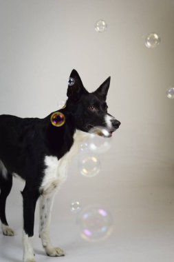 Fotoğraf stüdyosundaki beyaz renkli köpek fotoğrafı. Köpekle fotoğraf stüdyosunda beyaz arka plan.