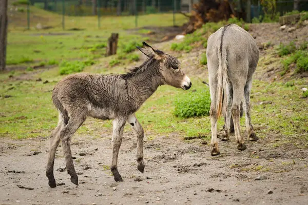 Eşek safaride etrafını dolaşıyor. Safari parkında başıboş dolaşan hayvanlar..