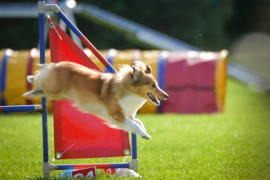 Köpek engellerin üzerinden atlıyor. Czech çeviklik yarışmasında harika bir gün..