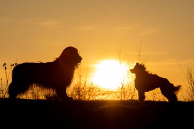Sunset 'te Neşeli Koşan Köpekler' in silueti. Çarpıcı bir günbatımı arkaplanının ortasında yakalanmış dinamik bir köpek silueti.. 