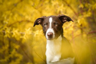 Doğadaki köpeğin bahar portresi. Doğası gereği çok sevimli. Çok güzel bir yüzü var.