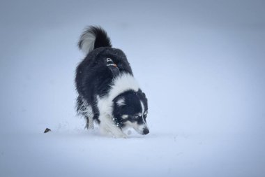 Üç renkli Sınır Çobanı karda sahada koşuyor. O çok yumuşak bir köpek..