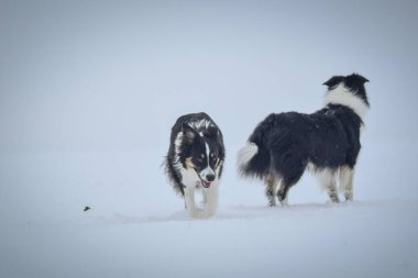 Üç renkli Sınır Çobanı karda sahada koşuyor. O çok yumuşak bir köpek..