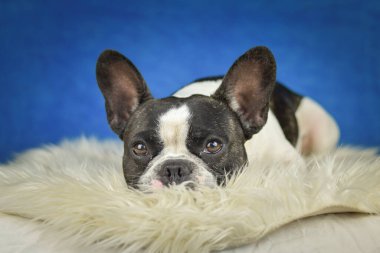 Fransız Bulldog pozu sahte kürklü, mavi arka planlı. Yüzünde belirgin işaretler olan siyah beyaz bir Fransız Bulldog, yumuşak, sahte bir kürkün üzerinde, zengin, mavi bir stüdyo arkaplanının önünde yatıyor.
