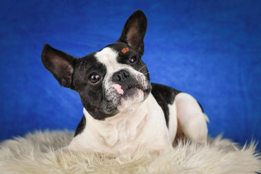 Fransız Bulldog pozu sahte kürklü, mavi arka planlı. Yüzünde belirgin işaretler olan siyah beyaz bir Fransız Bulldog, yumuşak, sahte bir kürkün üzerinde, zengin, mavi bir stüdyo arkaplanının önünde yatıyor.