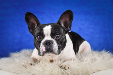 Fransız Bulldog pozu sahte kürklü, mavi arka planlı. Yüzünde belirgin işaretler olan siyah beyaz bir Fransız Bulldog, yumuşak, sahte bir kürkün üzerinde, zengin, mavi bir stüdyo arkaplanının önünde yatıyor.