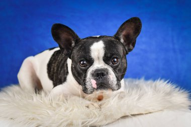 Fransız Bulldog pozu sahte kürklü, mavi arka planlı. Yüzünde belirgin işaretler olan siyah beyaz bir Fransız Bulldog, yumuşak, sahte bir kürkün üzerinde, zengin, mavi bir stüdyo arkaplanının önünde yatıyor.