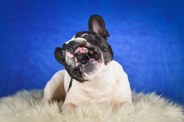 Fransız Bulldog pozu sahte kürklü, mavi arka planlı. Yüzünde belirgin işaretler olan siyah beyaz bir Fransız Bulldog, yumuşak, sahte bir kürkün üzerinde, zengin, mavi bir stüdyo arkaplanının önünde yatıyor.