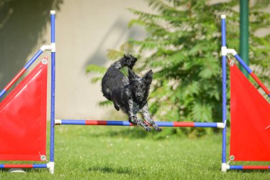 Köpek engellerin üzerinden atlıyor. Czech çeviklik yarışmasında harika bir gün..