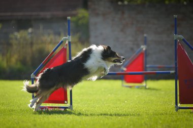 Köpek engellerin üzerinden atlıyor. Czech çeviklik yarışmasında harika bir gün..