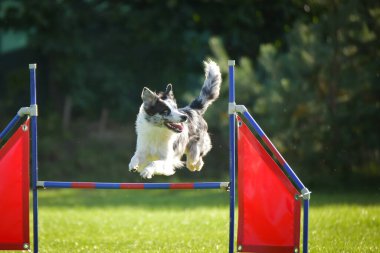 Köpek engellerin üzerinden atlıyor. Czech çeviklik yarışmasında harika bir gün..