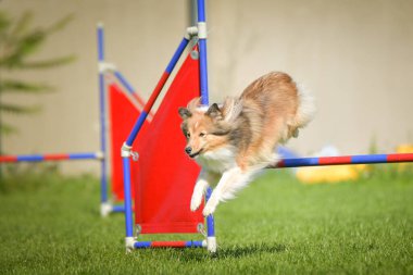 Köpek engellerin üzerinden atlıyor. Czech çeviklik yarışmasında harika bir gün..