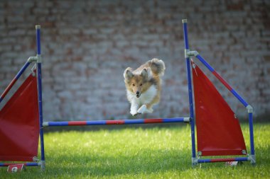 Köpek engellerin üzerinden atlıyor. Czech çeviklik yarışmasında harika bir gün..