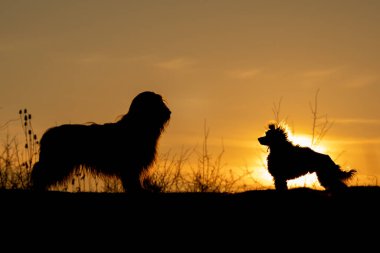 Sunset 'te Neşeli Koşan Köpekler' in silueti. Çarpıcı bir günbatımı arkaplanının ortasında yakalanmış dinamik bir köpek silueti..