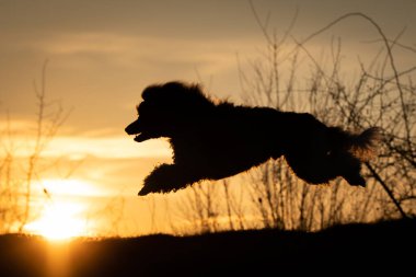 Sunset 'te Neşeli Koşan Köpeğin Silueti. Dinamik bir köpek silueti çarpıcı bir günbatımı arka planına doğru sıçrayışta yakalandı..