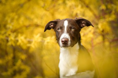 Doğadaki köpeğin bahar portresi. Doğası gereği çok sevimli. Çok güzel bir yüzü var.