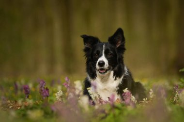 Doğadaki köpeğin bahar portresi. Doğası gereği çok sevimli. Çok güzel bir yüzü var.