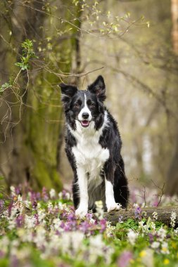 Doğadaki köpeğin bahar portresi. Doğası gereği çok sevimli. Çok güzel bir yüzü var.