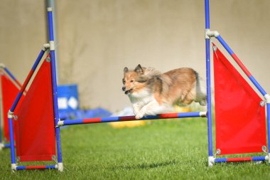Köpek engellerin üzerinden atlıyor. Czech çeviklik yarışmasında harika bir gün..