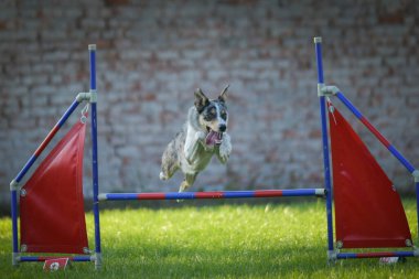 Köpek engellerin üzerinden atlıyor. Czech çeviklik yarışmasında harika bir gün..