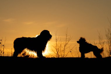 Gün batımında iki köpeğin silueti. Altın saat atmosferli arka plan sahnesi.