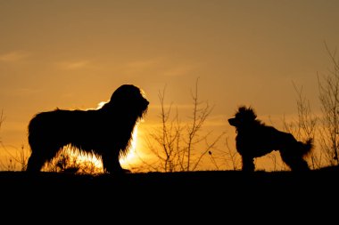 Gün batımında iki köpeğin silueti. Altın saat atmosferli arka plan sahnesi.