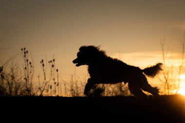Kaniş günbatımında dramatik bir sıçramayla havada yakalandı. Güçlü siluet ve dinamik hareket.