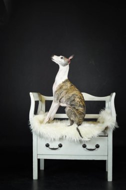 Stüdyoda dekoratif ahşap bankta oturan zarif Whippet. Beyaz bir bankta oturan bir Whippet köpeğinin stilize edilmiş portresi, karanlık bir stüdyo arka planına karşı..