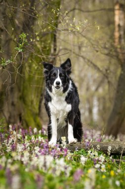 Bahar aylarında kır çiçeği ormanında oturan Sınır Köpeği Collie. Collie Sınırı, çiçek açan kır çiçekleriyle dolu yemyeşil bir ormanda oturuyor. Köpek, mevsimsel ve doğal ortamlarda mutlu ve tetikte görünüyor..