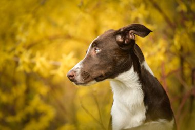 Mutlu Sınır Collie köpekleri bahar otlaklarında çiçek açan arka planda oturuyor. Collie Border yeşil çimlerde oturuyor. Yumuşak, pembemsi bir arka planda. Köpek doğrudan kameraya bakıyor.