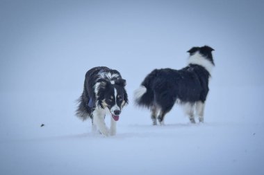 Üç renkli Sınır Çobanı karda sahada koşuyor. O çok yumuşak bir köpek..