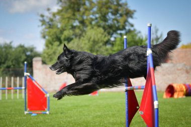 Köpek engellerin üzerinden atlıyor. Czech çeviklik yarışmasında harika bir gün..