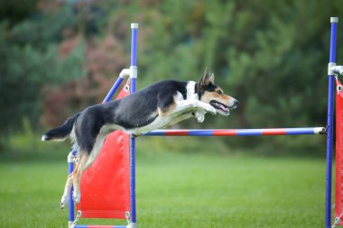 Köpek engellerin üzerinden atlıyor. Czech çeviklik yarışmasında harika bir gün..