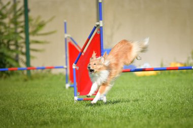 Köpek engellerin üzerinden atlıyor. Czech çeviklik yarışmasında harika bir gün..