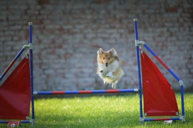 Köpek engellerin üzerinden atlıyor. Czech çeviklik yarışmasında harika bir gün..