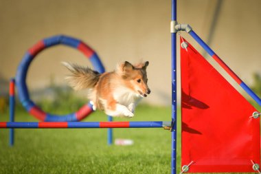 Köpek engellerin üzerinden atlıyor. Czech çeviklik yarışmasında harika bir gün..