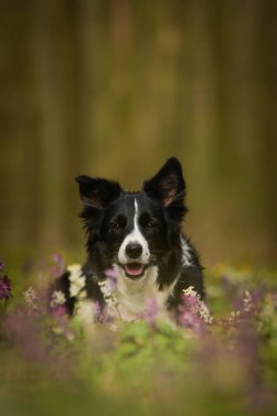 Doğadaki köpeğin bahar portresi. Doğası gereği çok sevimli. Çok güzel bir yüzü var.