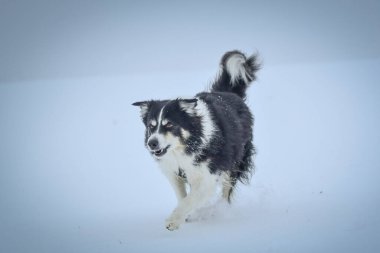 Üç renkli Sınır Çobanı karda sahada koşuyor. O çok yumuşak bir köpek..
