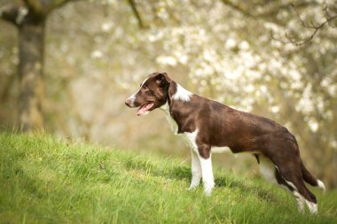 Mutlu Sınır Collie köpekleri bahar otlaklarında çiçek açan arka planda oturuyor. Collie Border yeşil çimlerde oturuyor. Yumuşak, pembemsi bir arka planda. Köpek doğrudan kameraya bakıyor.
