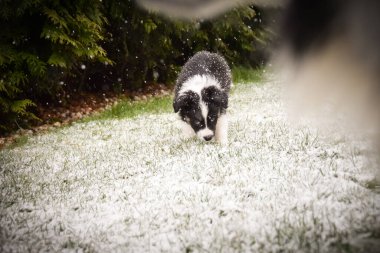 Karlı arka bahçeyi keşfeden meraklı Collie köpeği. Genç Border Collie bir banliyö bahçesinde karda yürüyen köpek yavrusu. Yavru köpek meraklı ve dikkatli görünüyor, kışın ilk deneyimini yakalıyor.