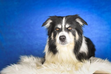 Collie 'nin Mavi Arkaplana Karşı Sakin Sınır Pozisyonu. İyi bakımlı siyah beyaz bir Border Collie, buruşuk beyaz bir çarşafın üzerine yerleştirilmiş yumuşak beyaz bir kürk battaniyesinin üzerinde yatıyor. Köpek sakince bakar.