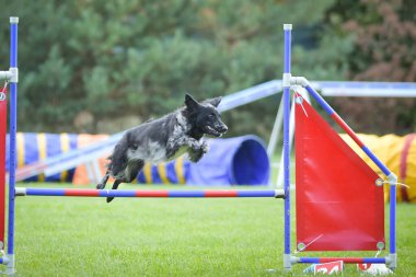 Köpek engellerin üzerinden atlıyor. Czech çeviklik yarışmasında harika bir gün..