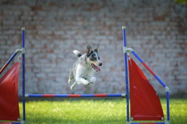 Köpek engellerin üzerinden atlıyor. Czech çeviklik yarışmasında harika bir gün..