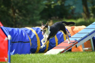 Köpek çeviklik dengesi demetinde koşuyor. Çeviklik konusunda inanılmaz bir köpek..