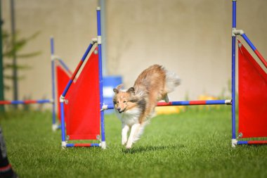 Köpek engellerin üzerinden atlıyor. Czech çeviklik yarışmasında harika bir gün..