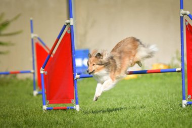 Köpek engellerin üzerinden atlıyor. Czech çeviklik yarışmasında harika bir gün..