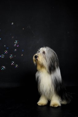 Köpek karanlık stüdyoda baloncuklarla oynuyor. Enerjik Kamçı, siyah arka planda sabun köpüklerini kovalıyor. Neşeli, eğlenceli bir an. Parlak yansımaları havada..